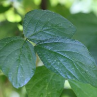 Calopogonium mucunoides Desv.